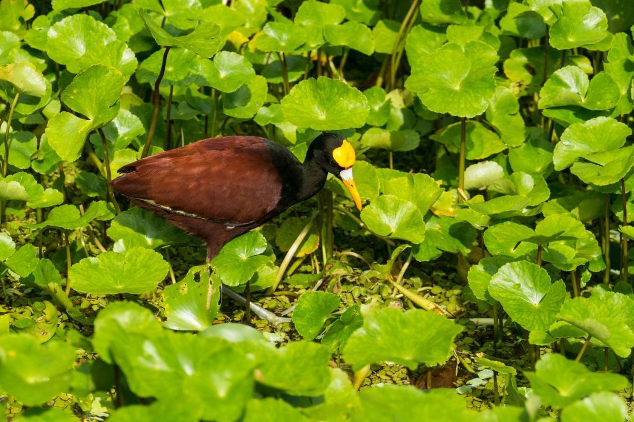 Laguna * Tortuguero
