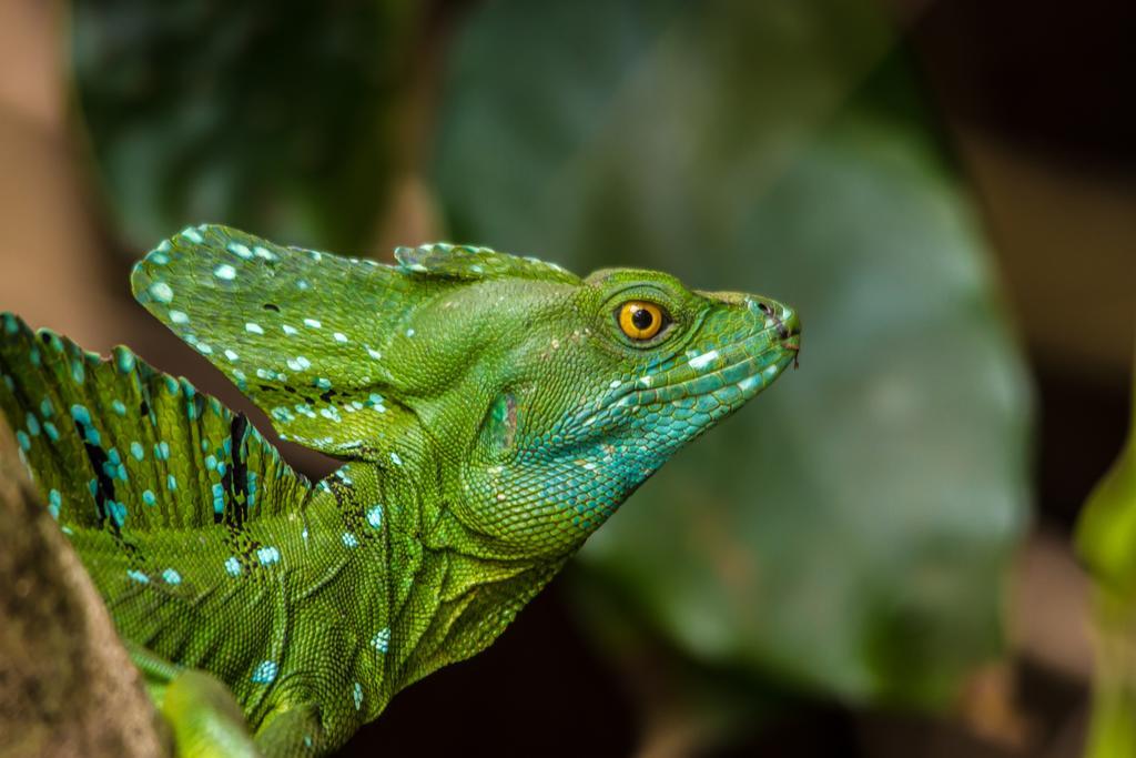 Laguna Tortuguero